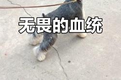 开云体育登录-热火掀起波澜，无畏挑战强敌路